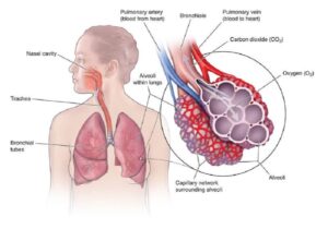 বক্ষব্যাধি (RESPIRATORY MEDICINE)